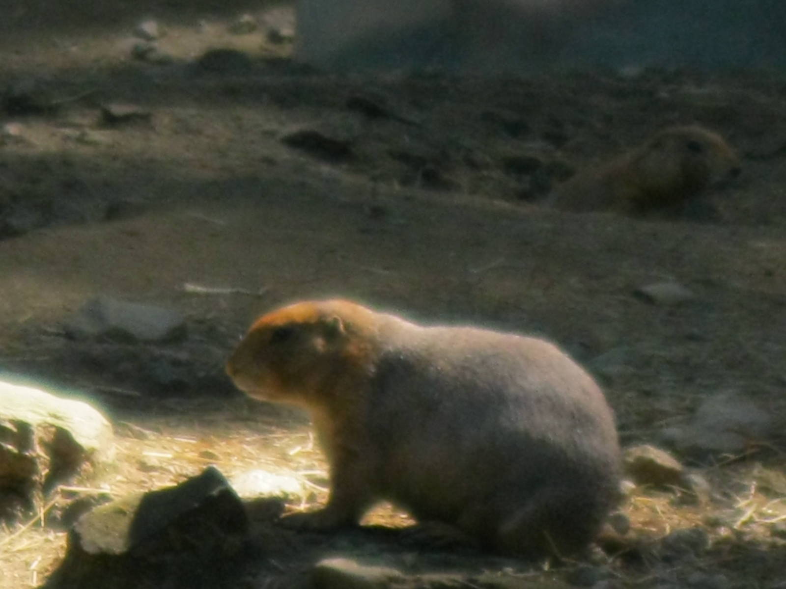 North American Plains- Prairie Dog