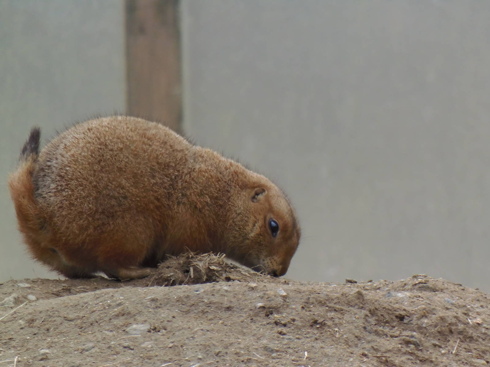 North American Plains- Prairie Dog