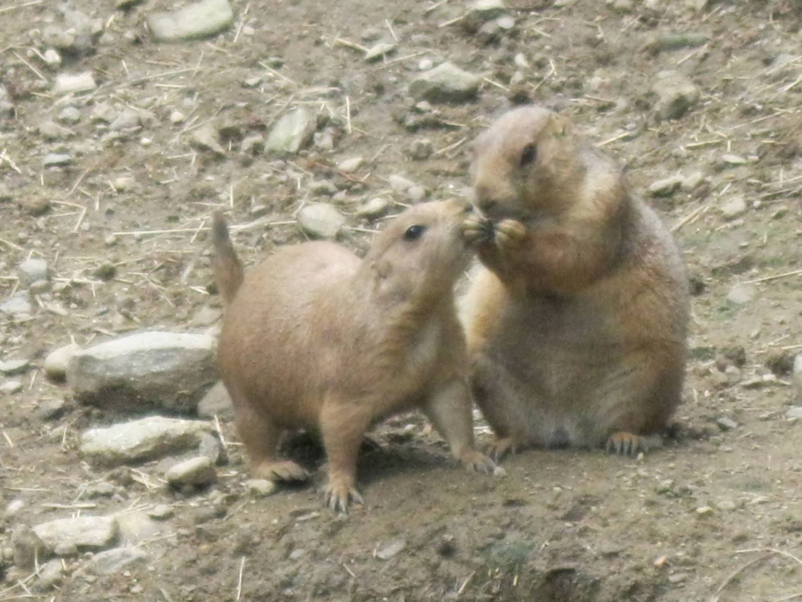 North American Plains- Prairie Dogs