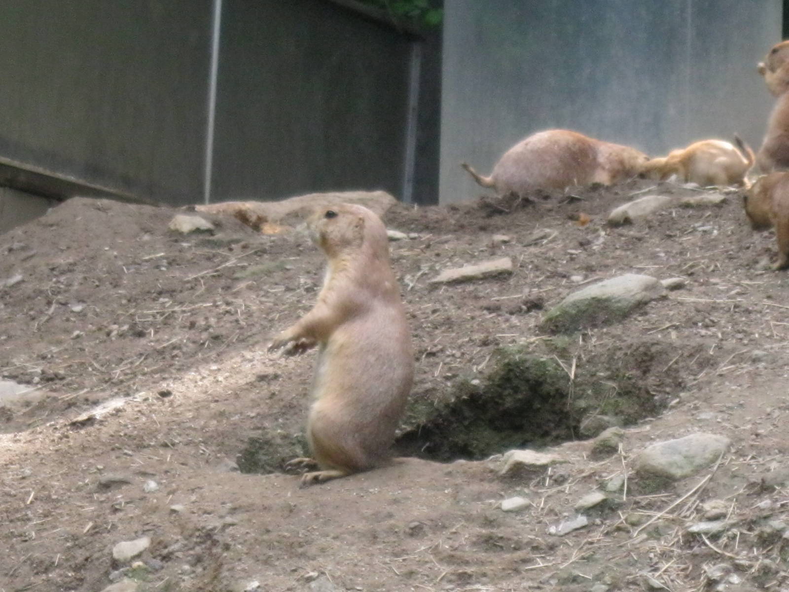 North American Plains- Prairie Dogs