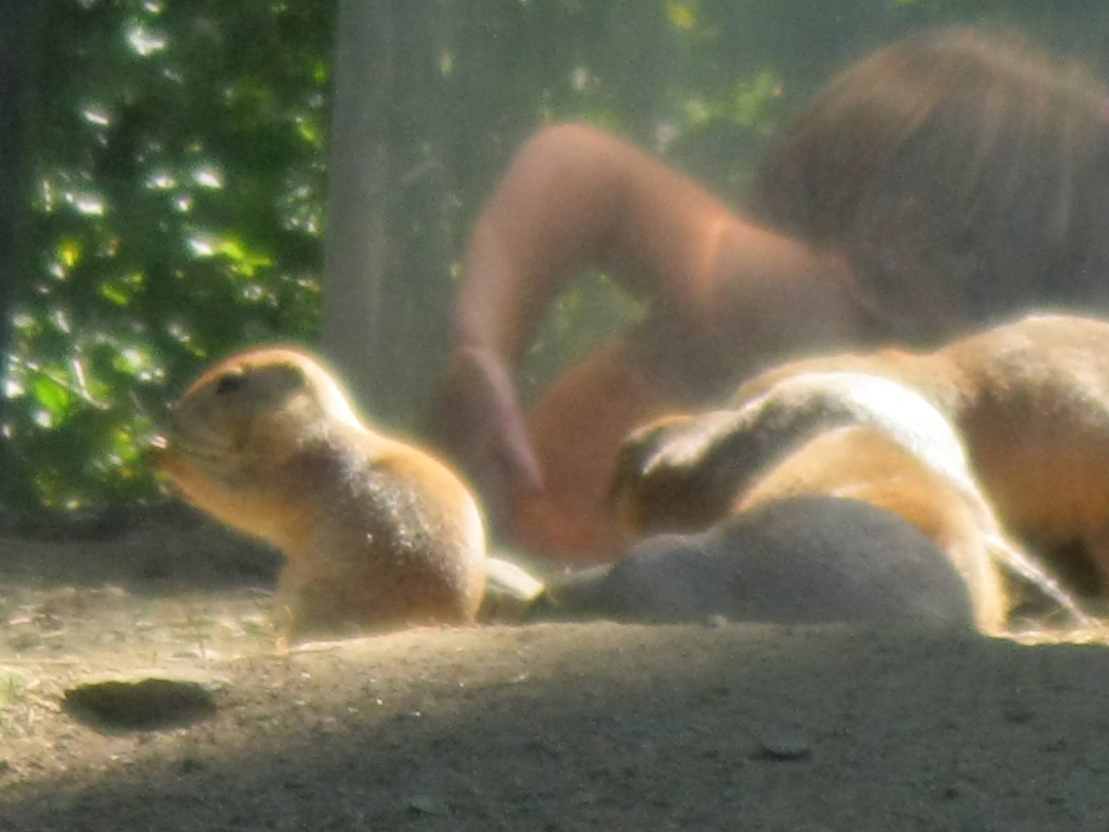 North American Plains- Prairie Dogs