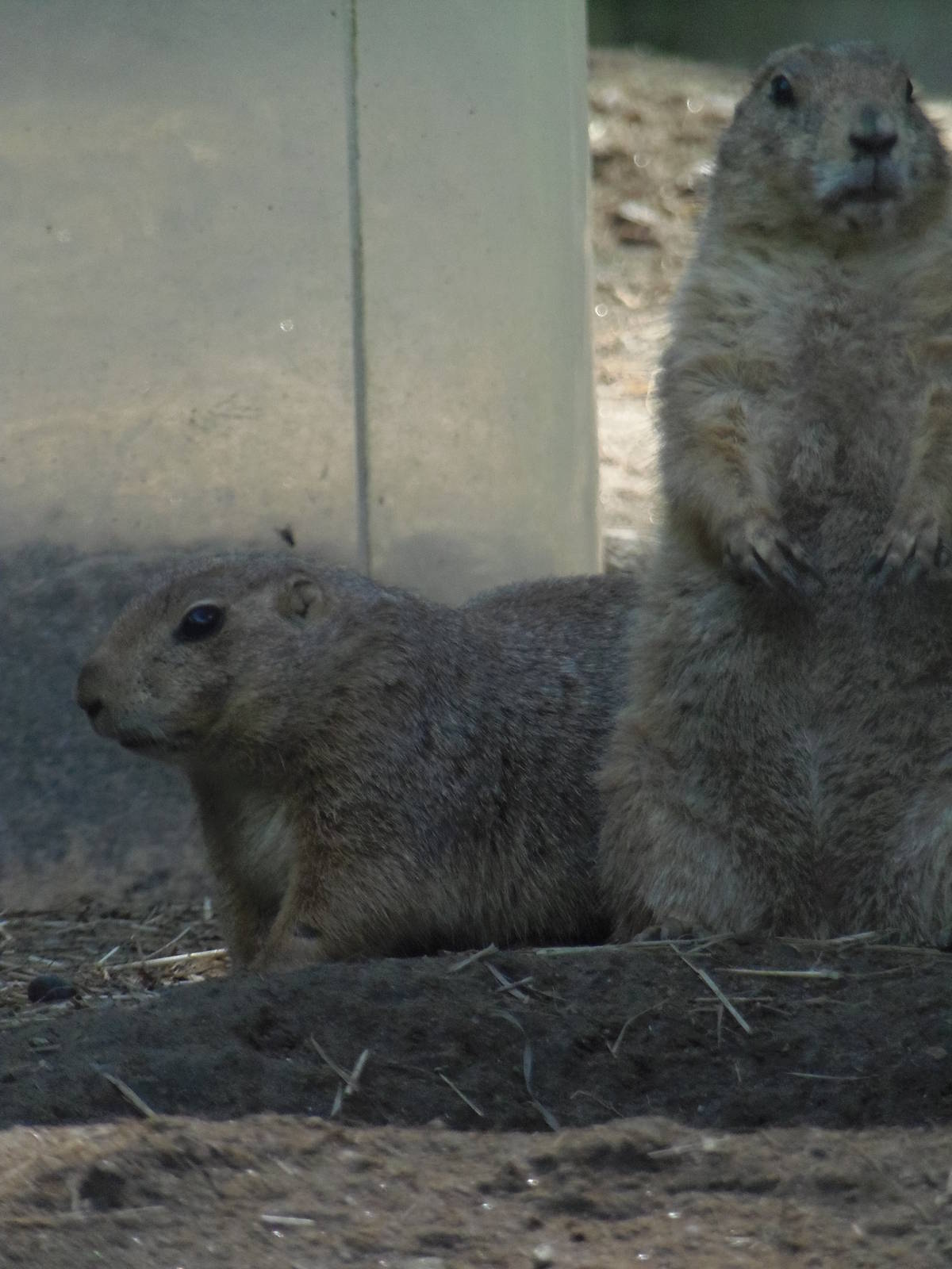 North American Plains- Prairie Dogs