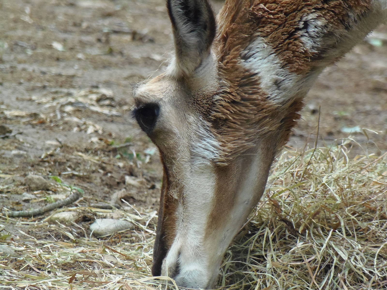 North American Plains- Pronghorn Eating