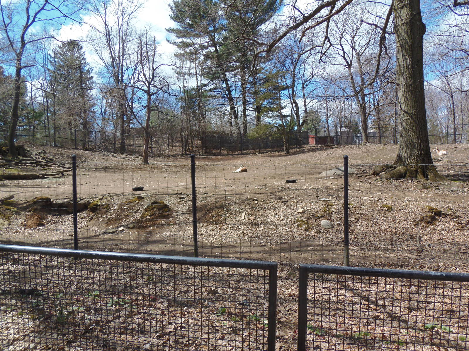 North American Plains- Pronghorn Exhibit