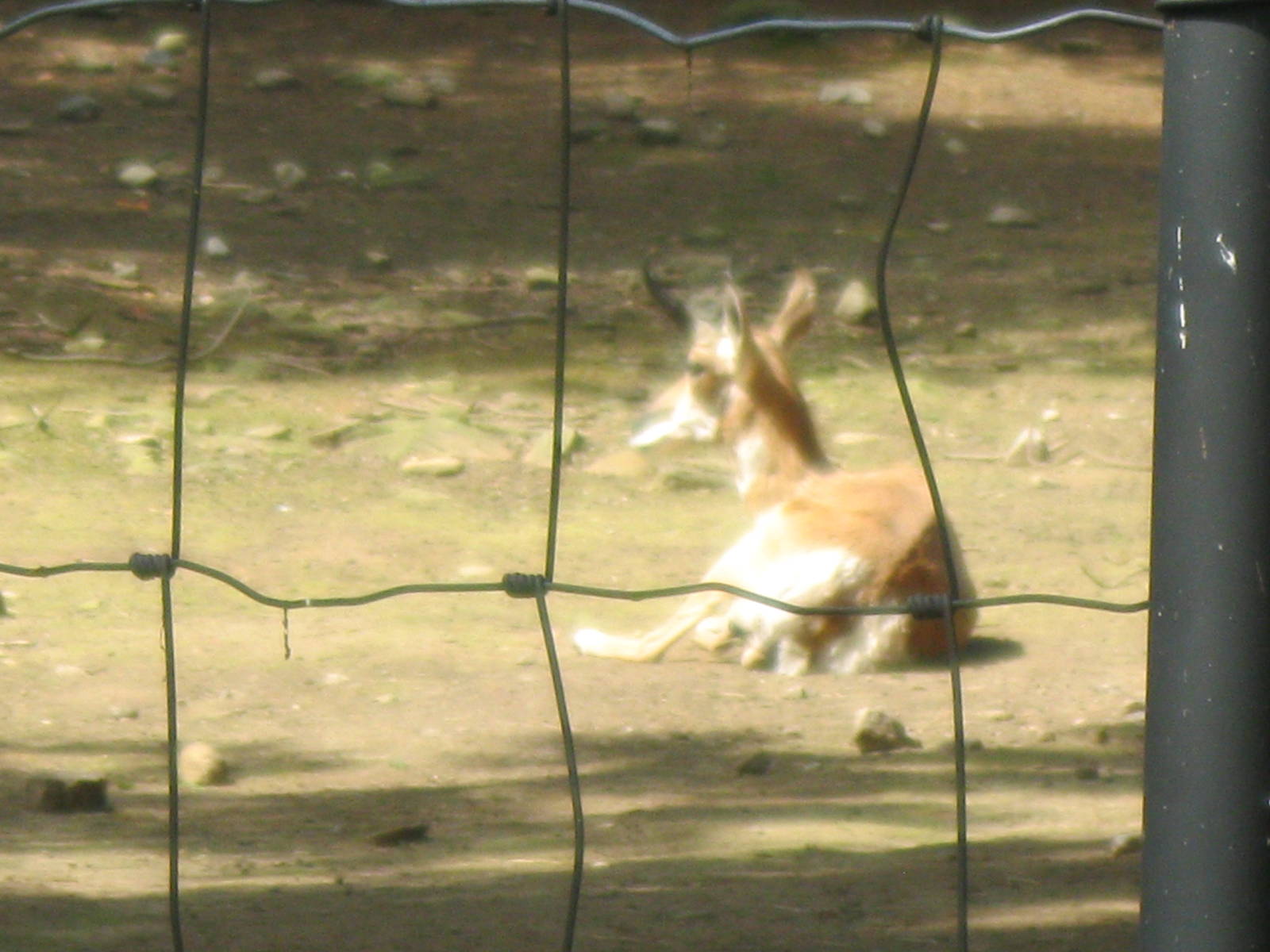 North American Plains- Pronghorn