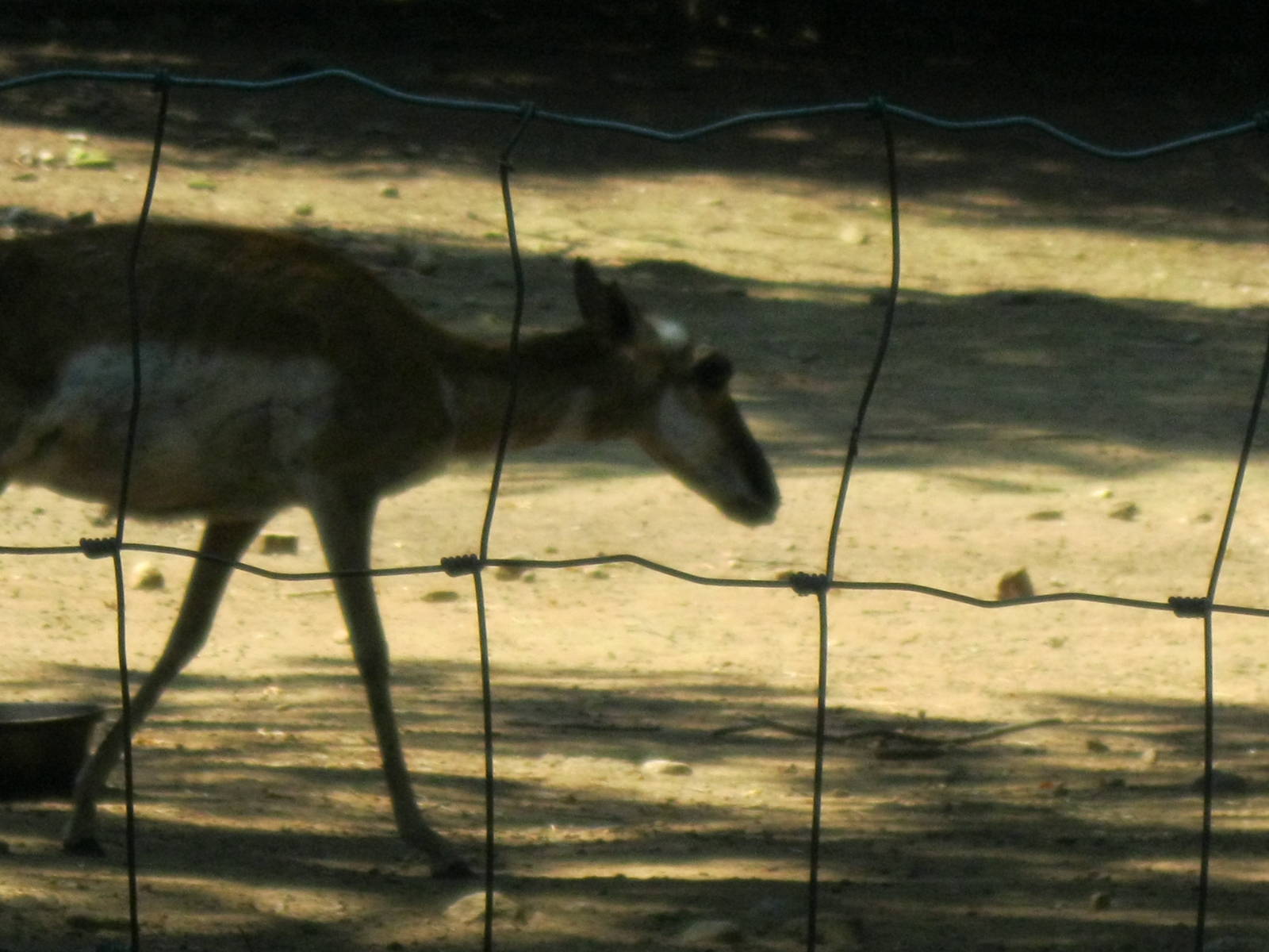 North American Plains- Pronghorn