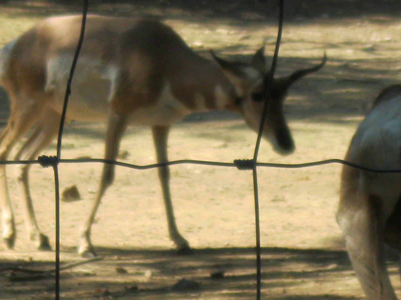 North American Plains- Pronghorn