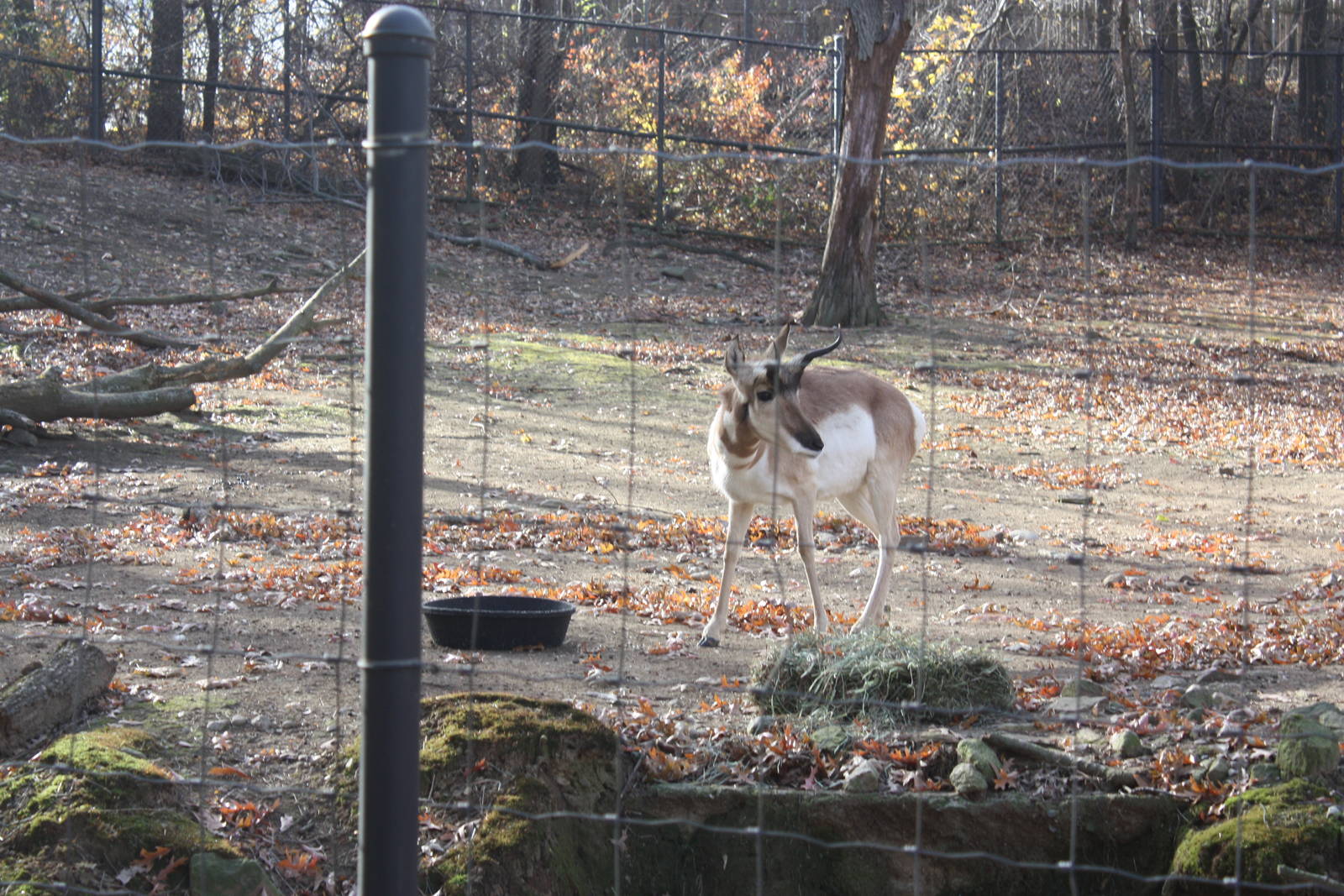North American Plains- Pronghorn