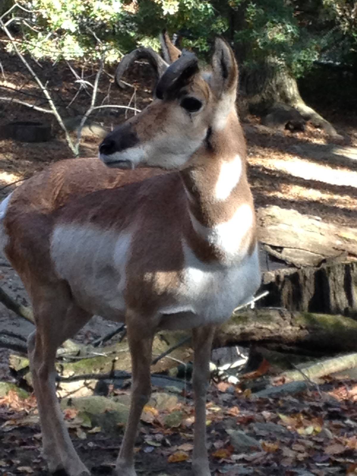North American Plains- Pronghorn