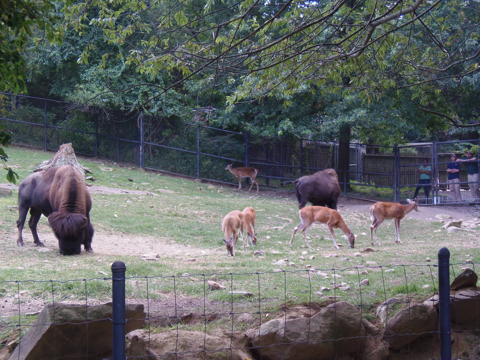North American Plains- The Gang's All Here
