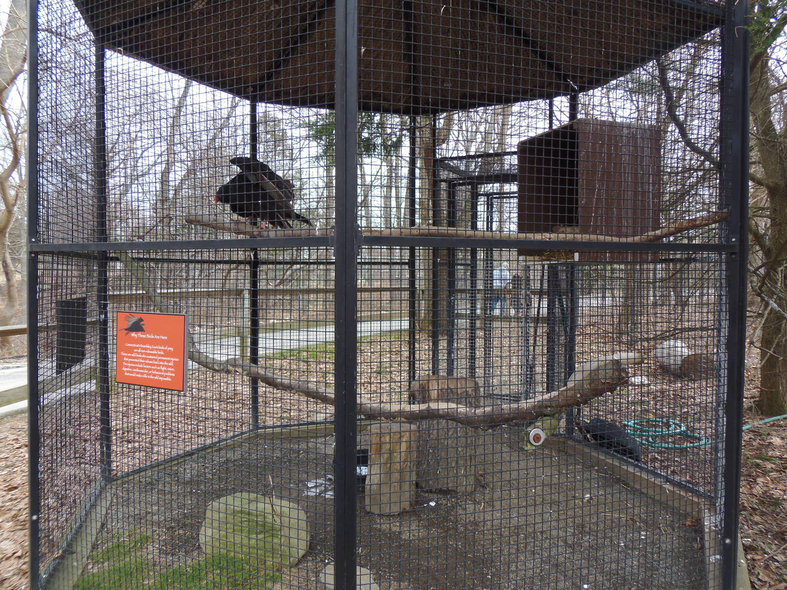 North American Plains- Turkey Vulture Exhibit