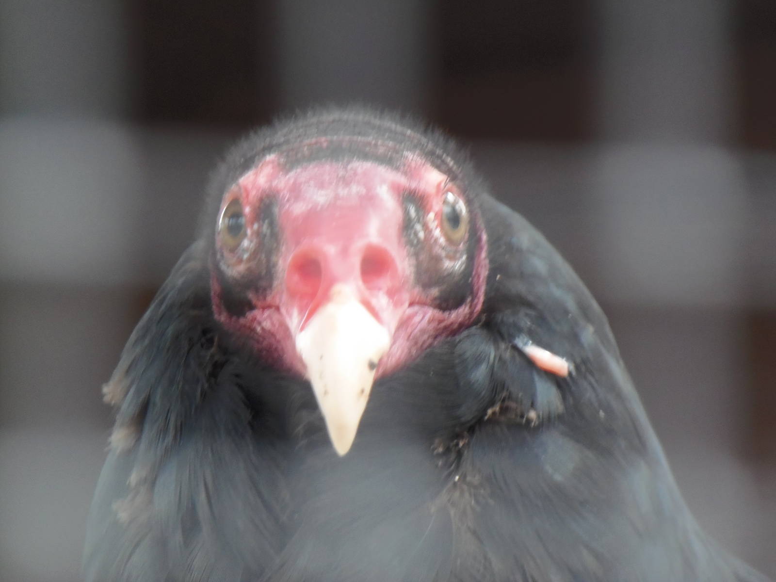 North American Plains- Turkey Vulture