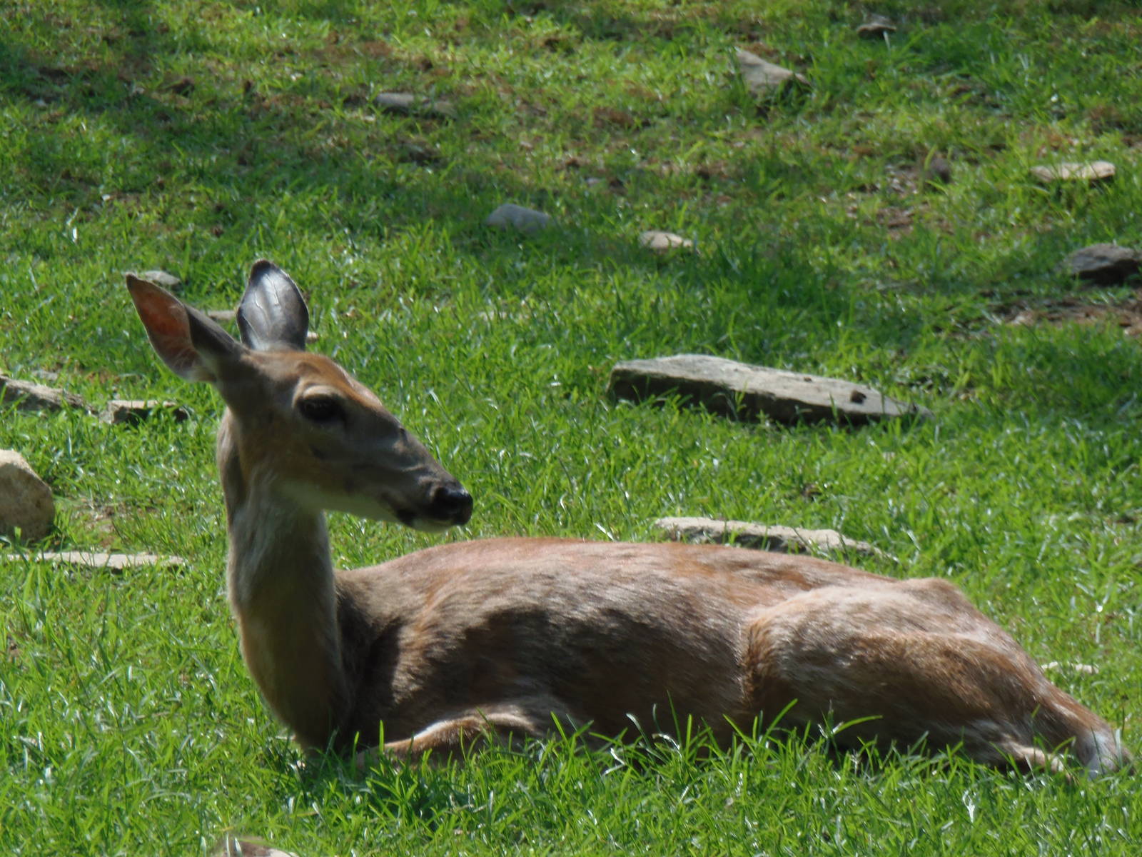 North American Plains- White-Tailed Deer Doe