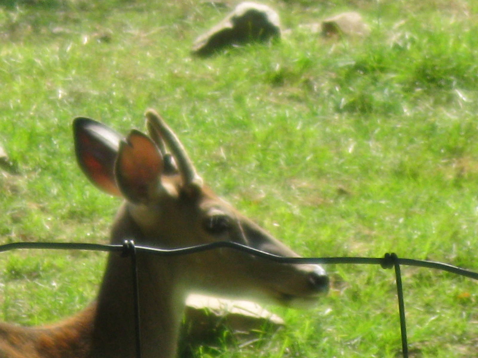 North American Plains- White-Tailed Deer