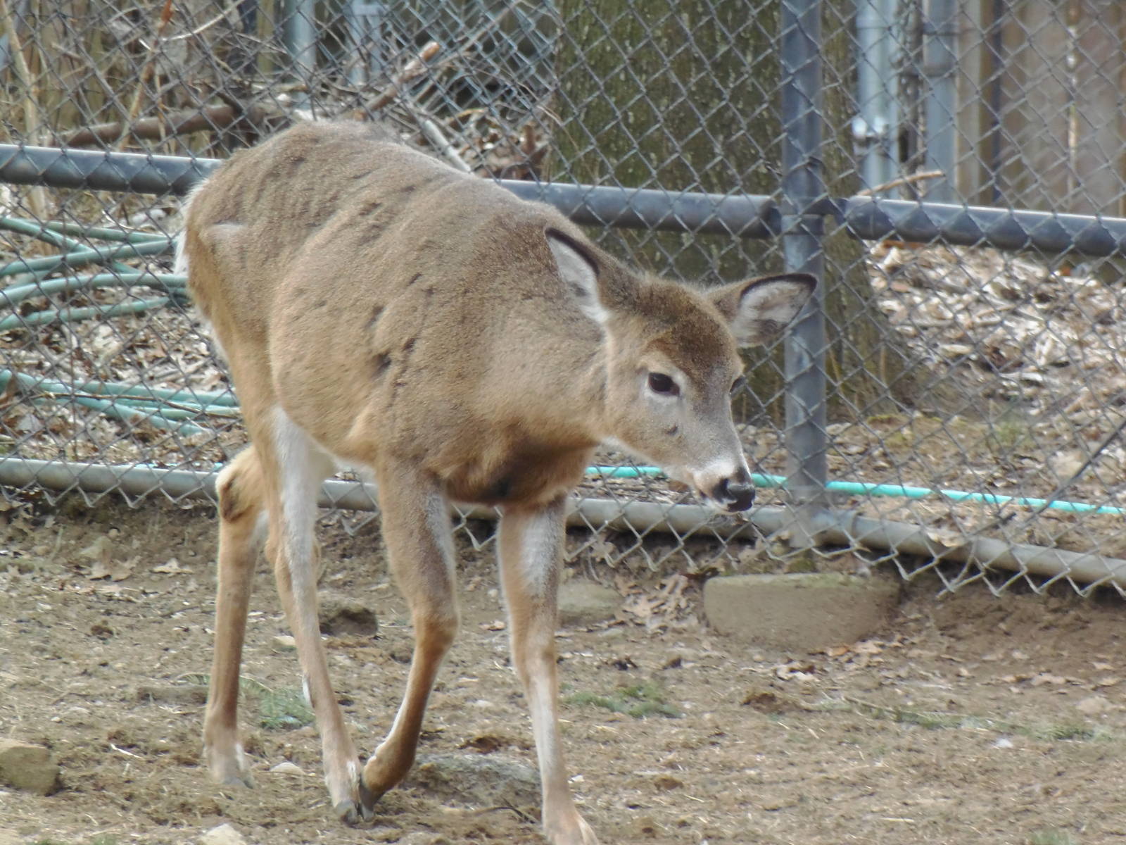 North American Plains- White-Tailed Deer