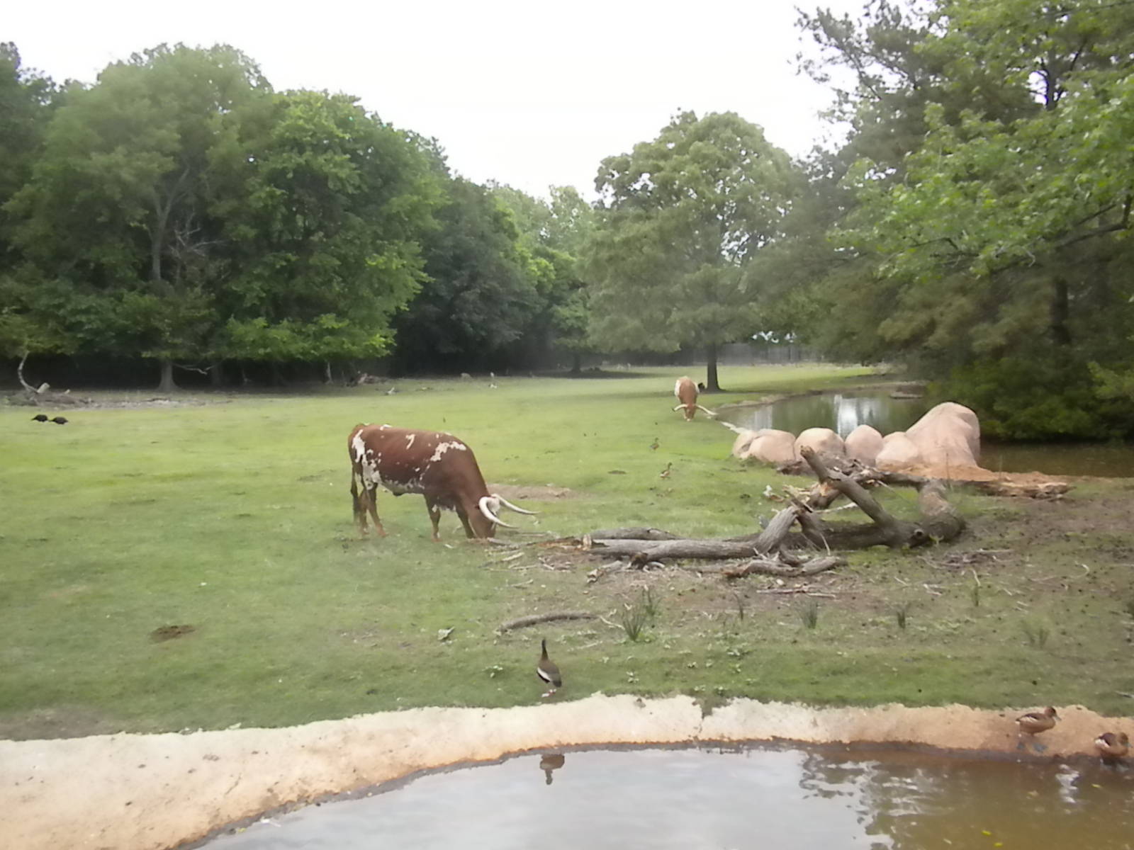 North American plains