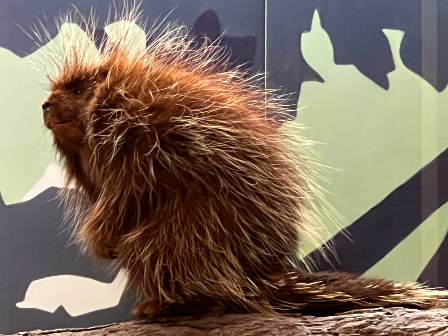 North American Pocupine