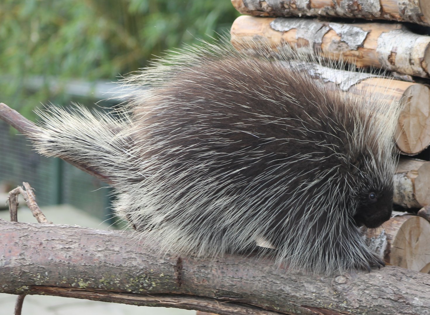 North American porccupine