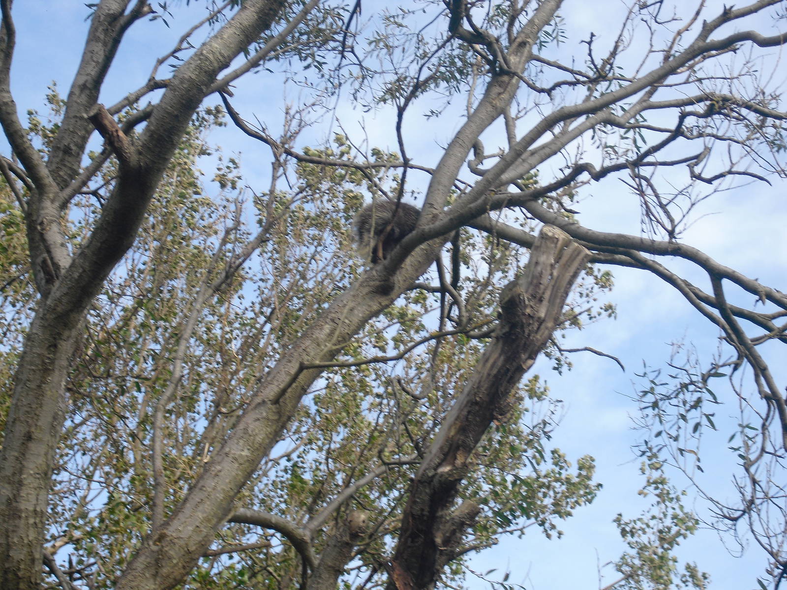 North American Porcupine - 01/10/2011