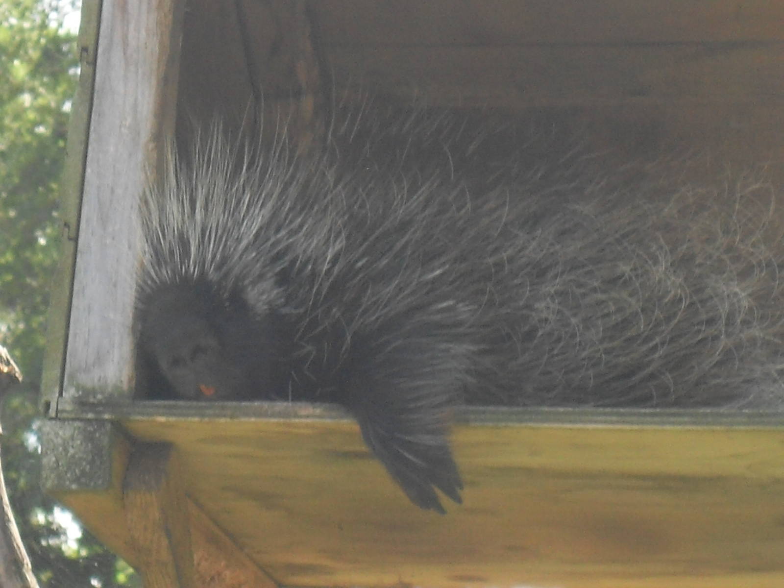 north american porcupine 07/10