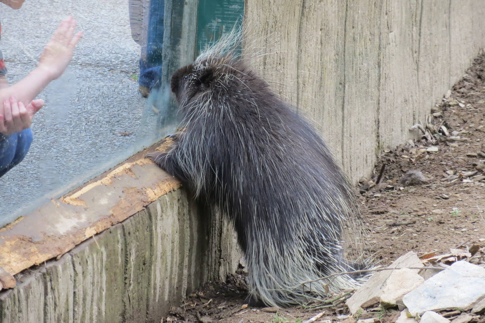 North American Porcupine 090815