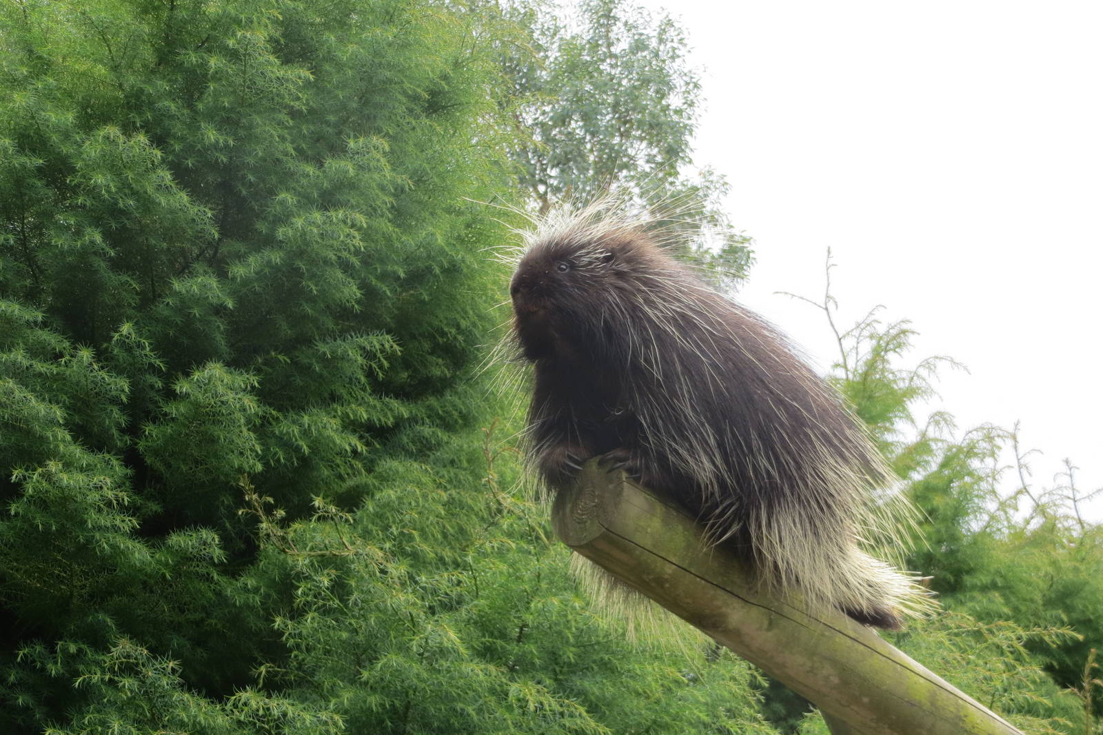 North American Porcupine 090815