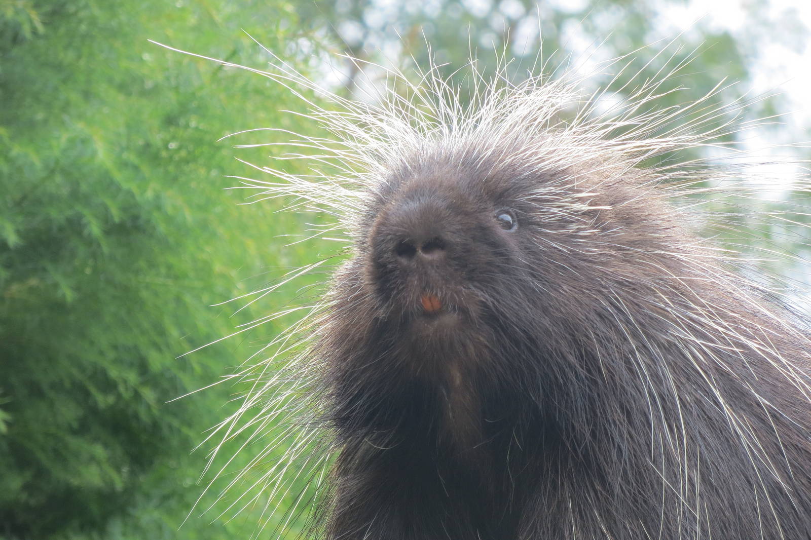North American Porcupine 090815