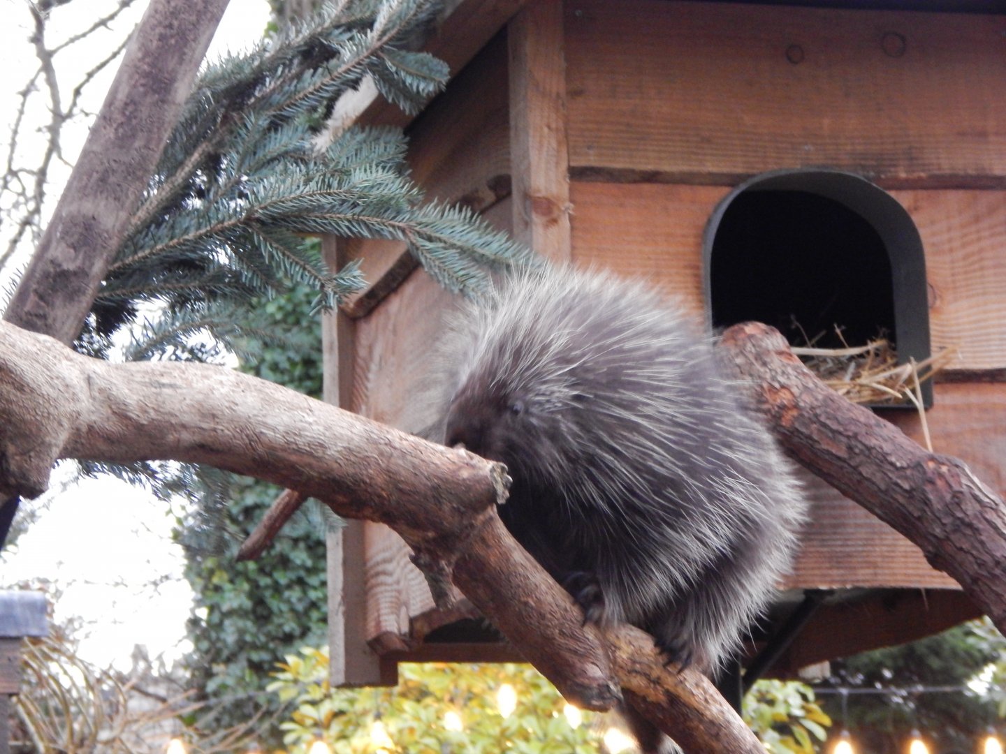 North American porcupine 091224
