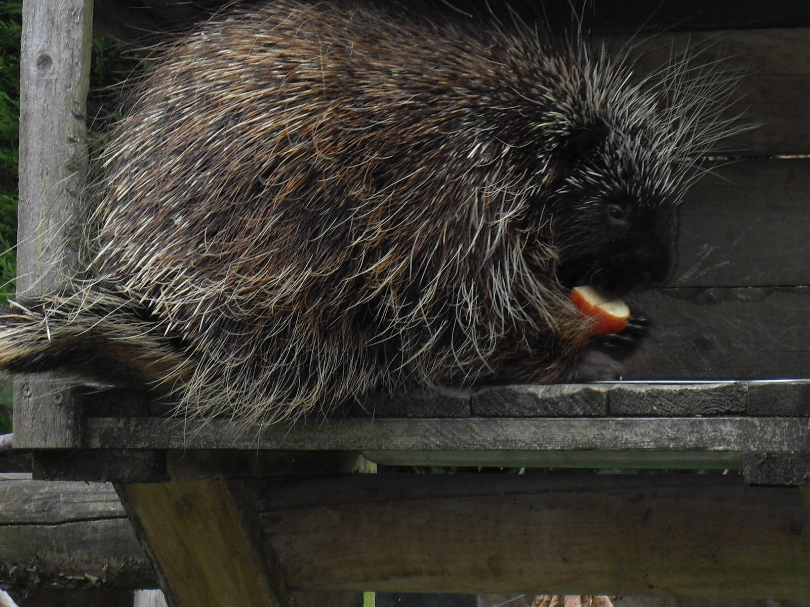 north american porcupine 1 07/10