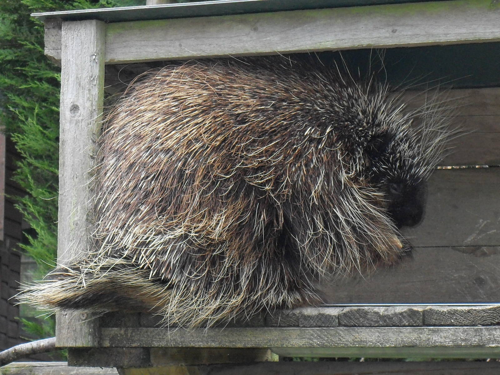 north american porcupine 2 07/10