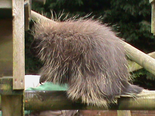 north american porcupine 200211