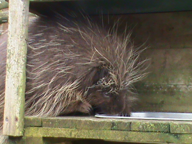 north american porcupine 200211