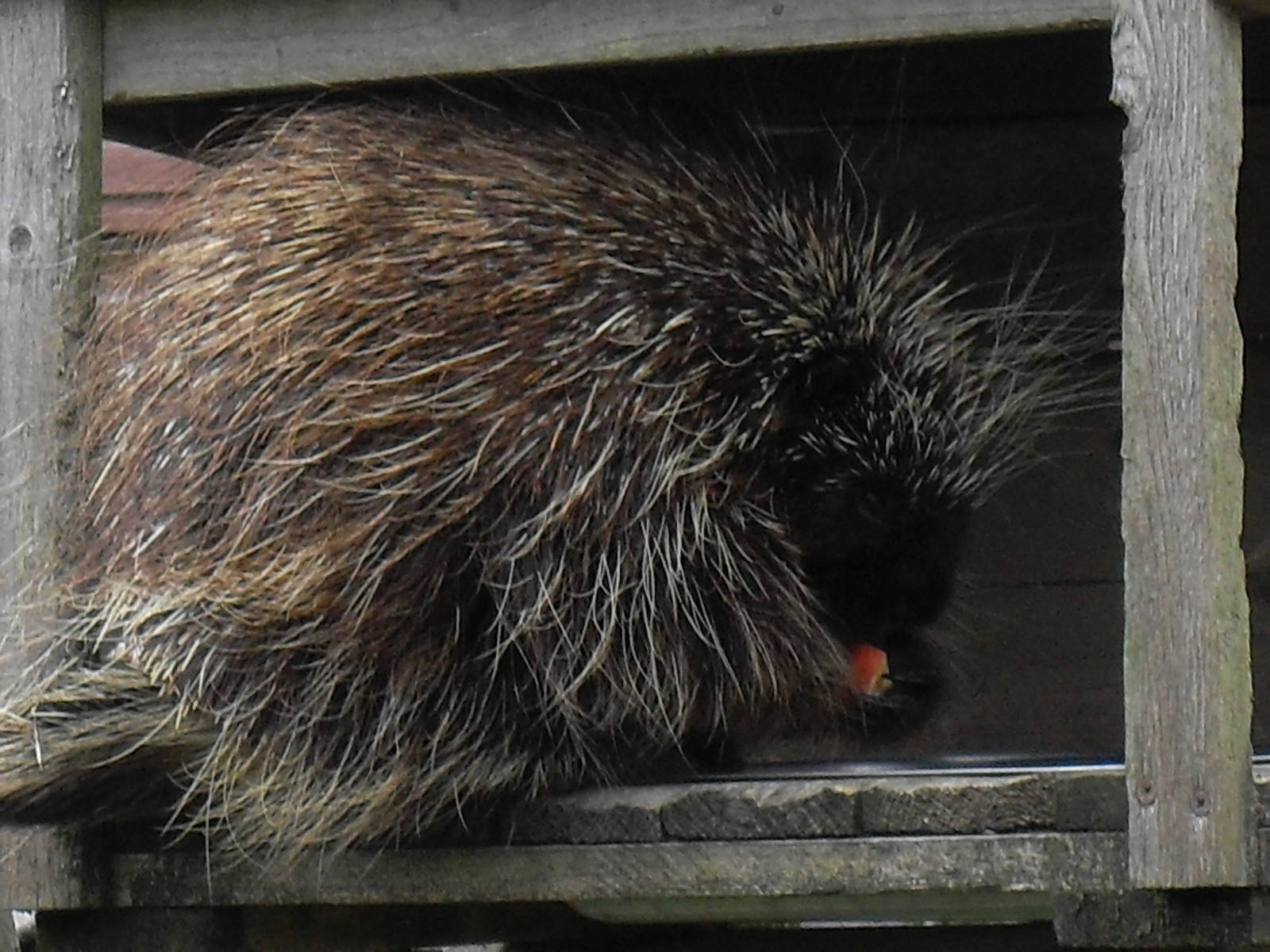 north american porcupine 3 07/10