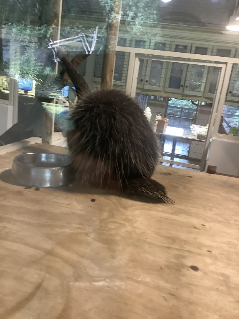 North American Porcupine 3/21/24