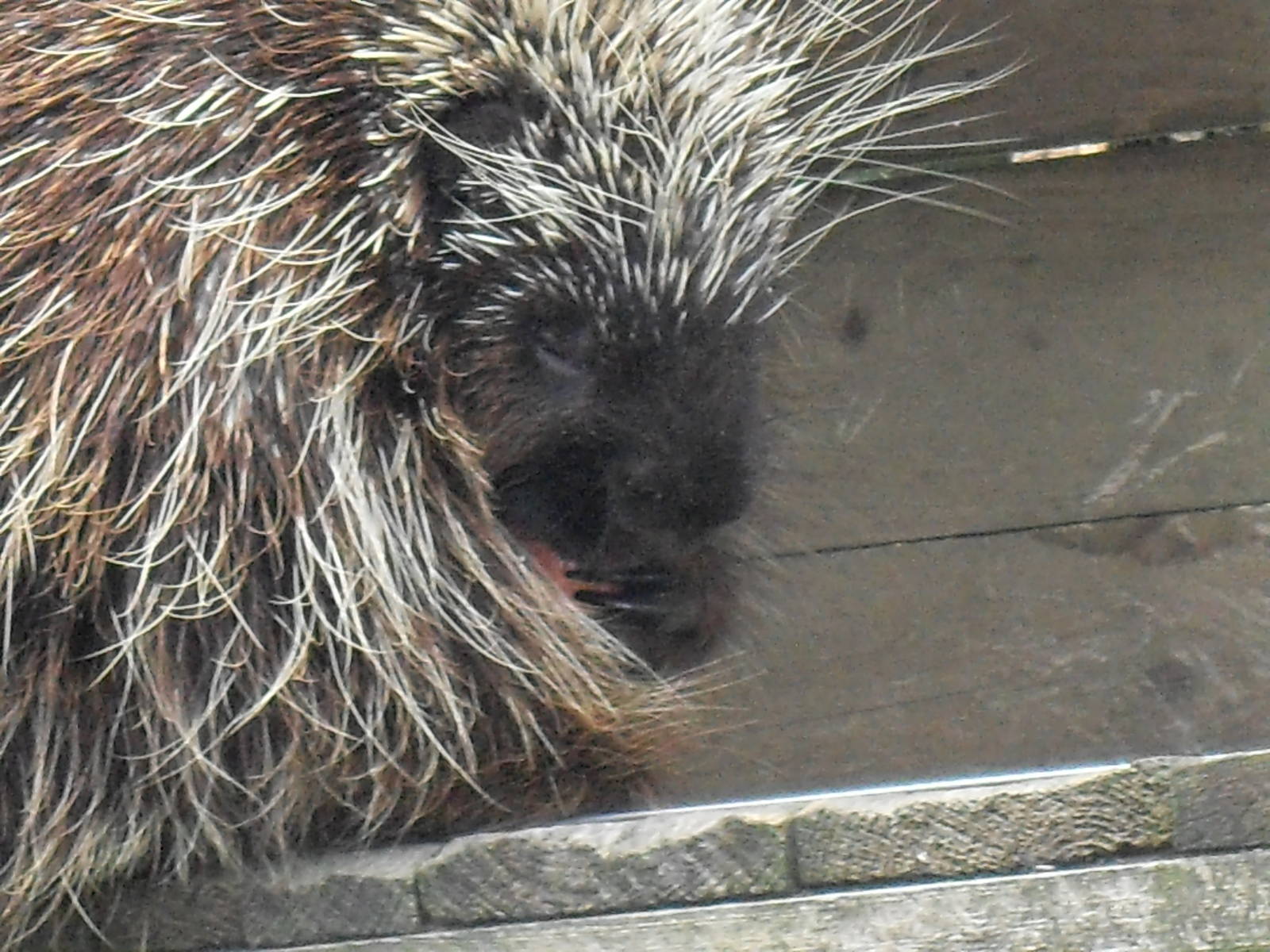 north american porcupine 4 07/10