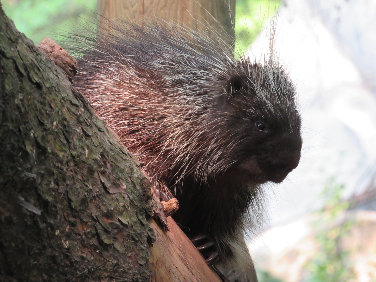 North American Porcupine - 6/18/23