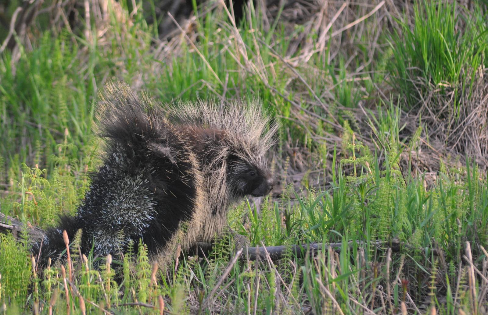 North American Porcupine - Alaska (Six Mile Lake)