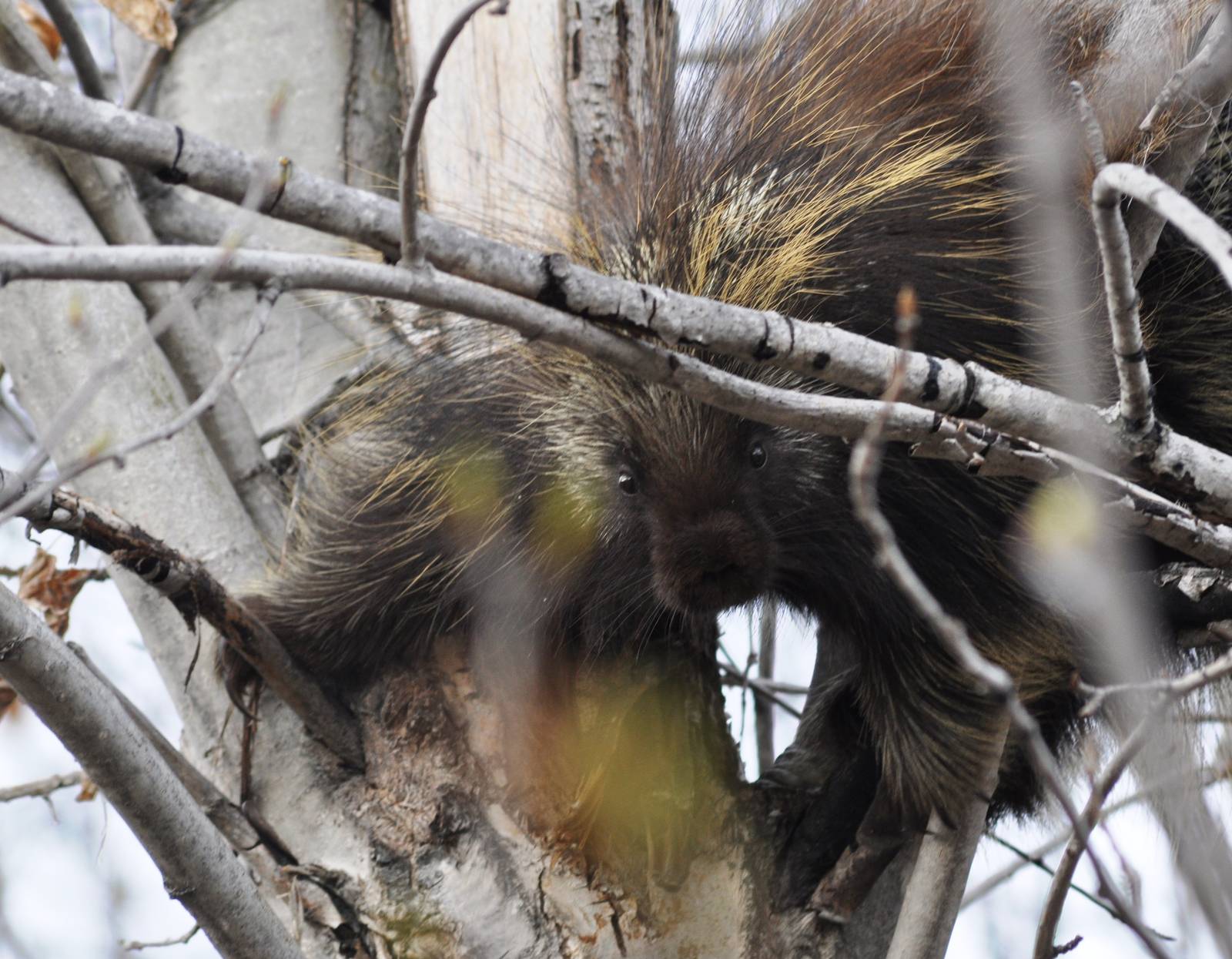 North American Porcupine - Alaska (Six Mile Lake)