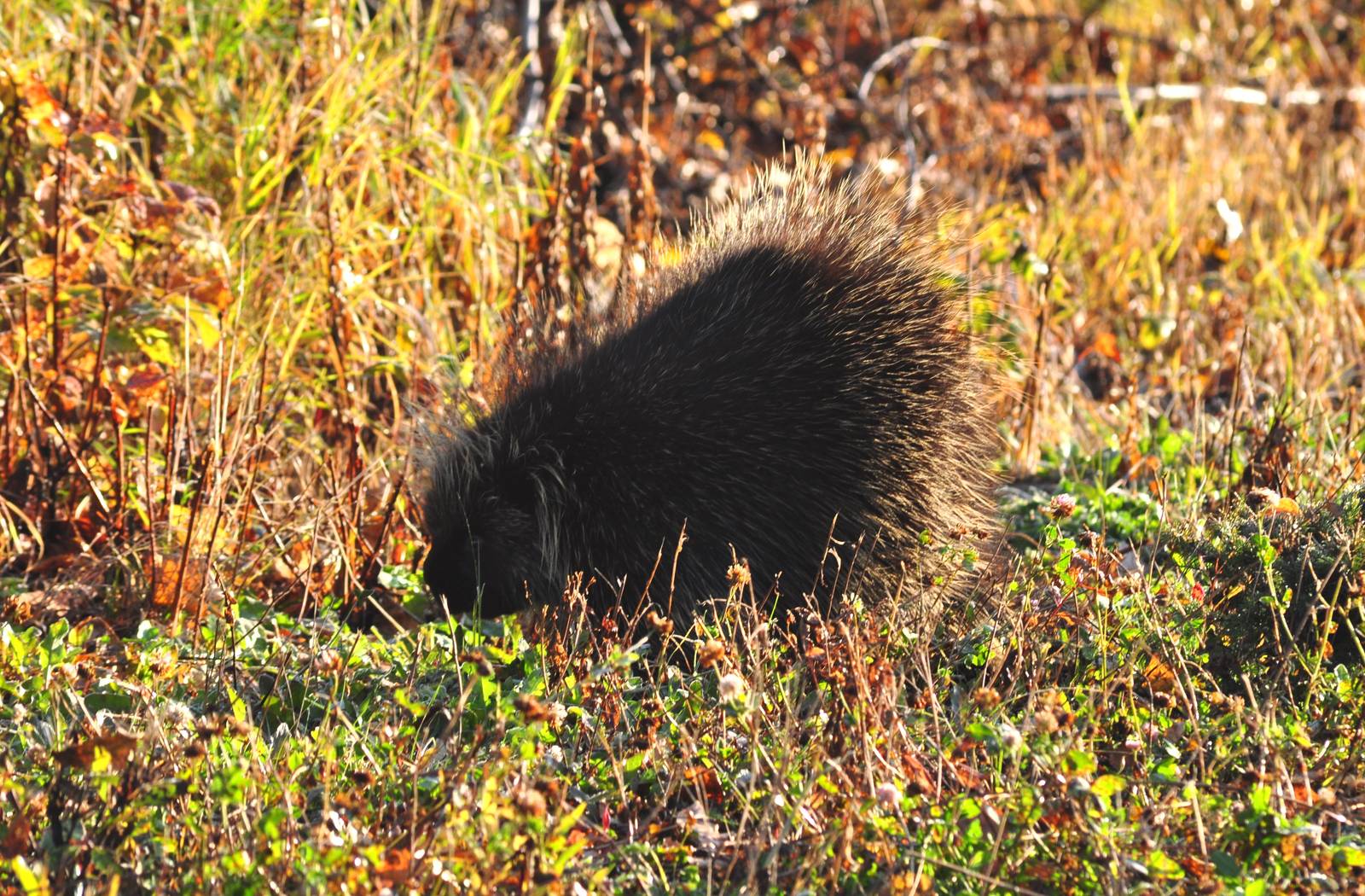 North American Porcupine - Alaska