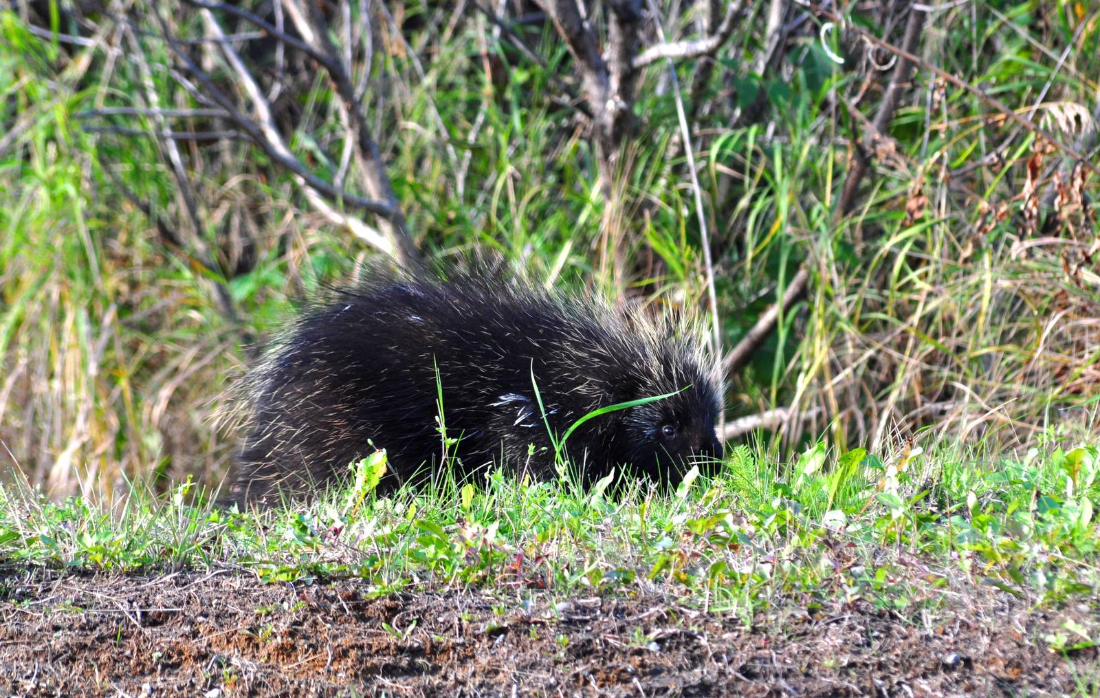 North American Porcupine - Alaska