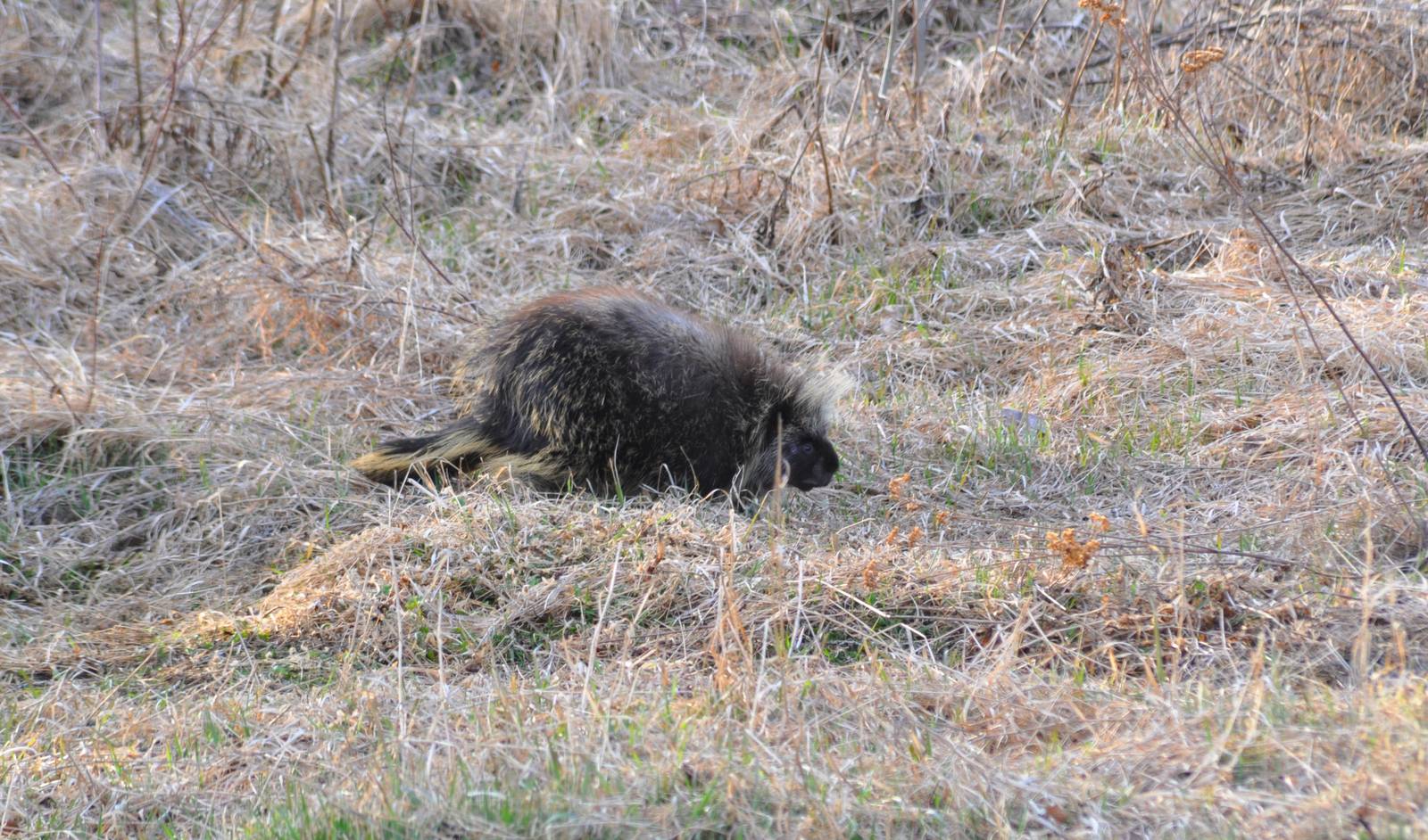 North American Porcupine - Alaska