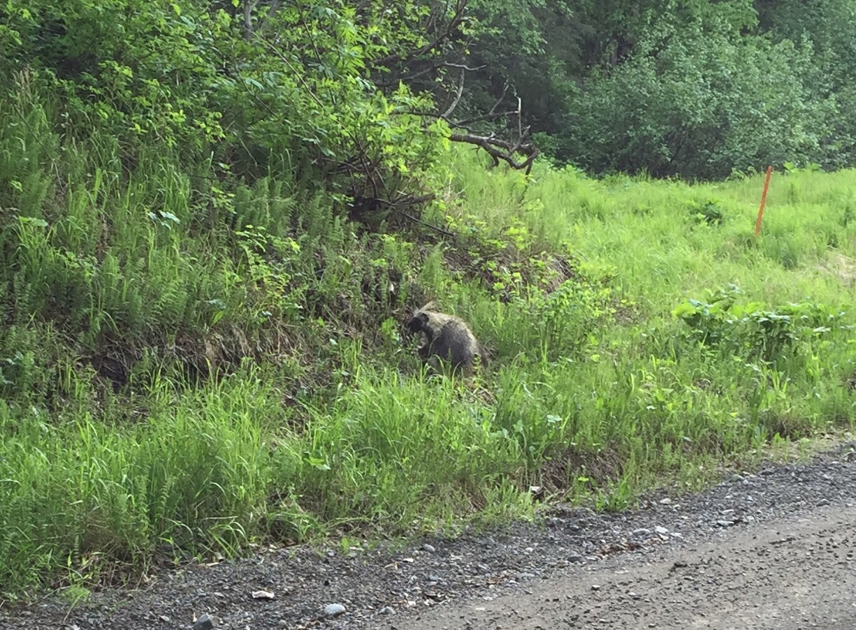 North American Porcupine - Alaska