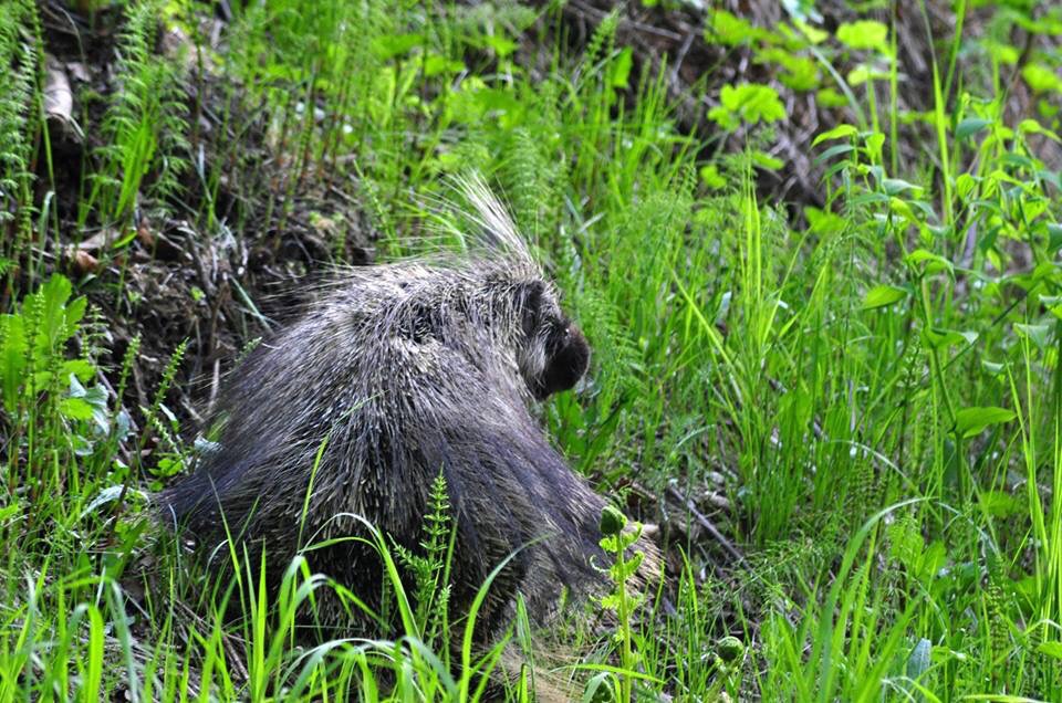 North American Porcupine - Alaska