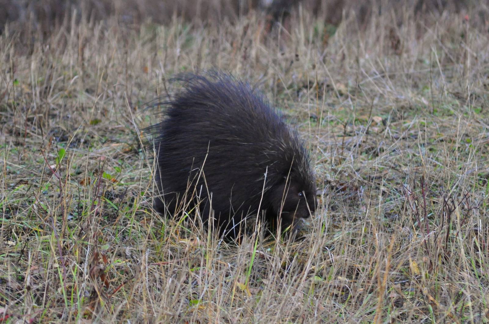 North American Porcupine - Alaska