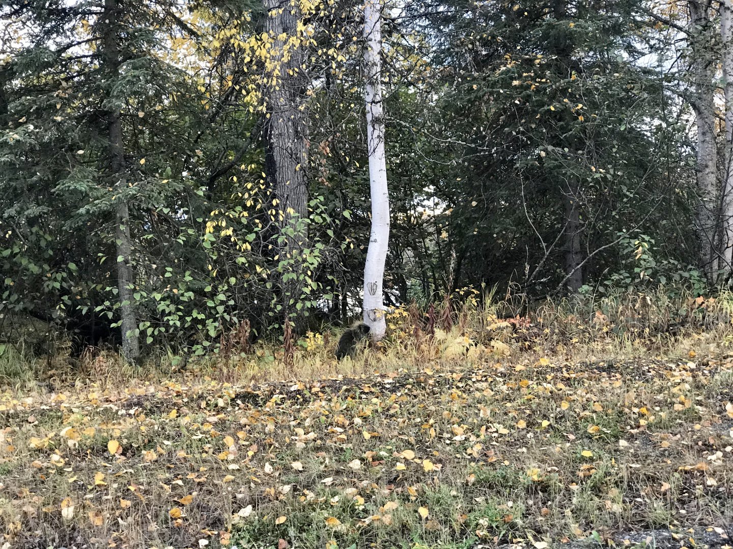 North American Porcupine - Alaska