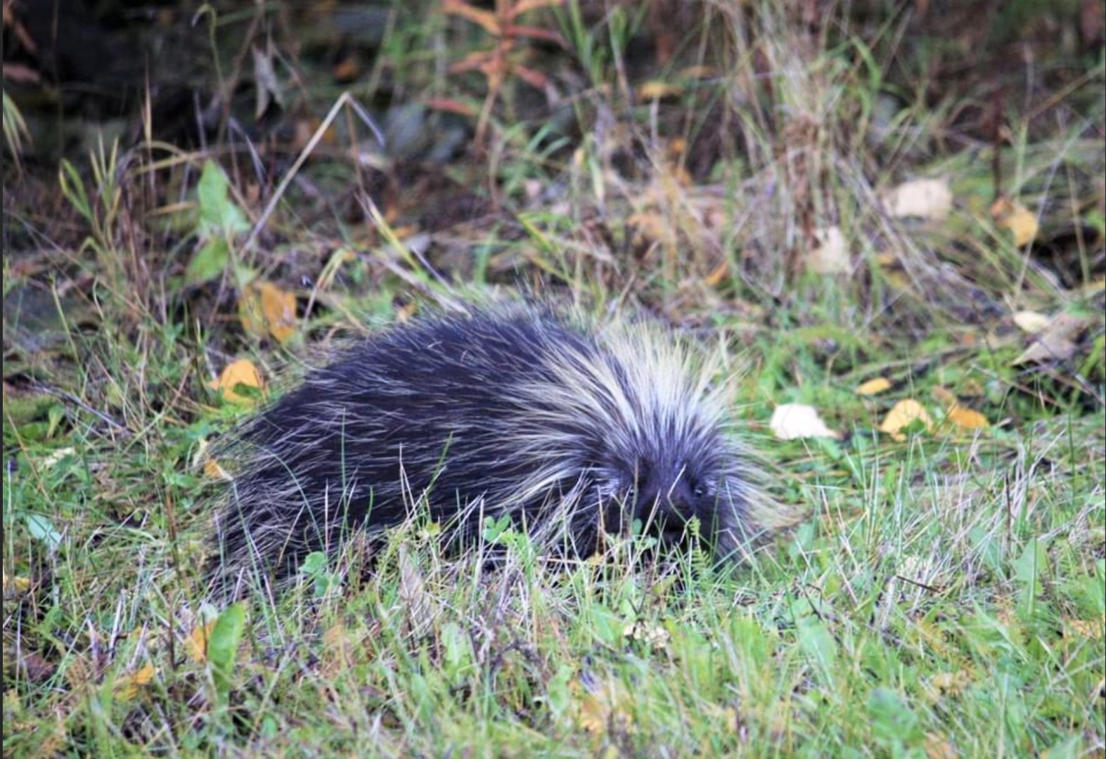 North American Porcupine - Alaska