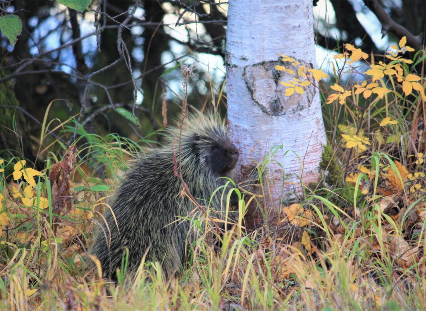 North American Porcupine.  Alaska.