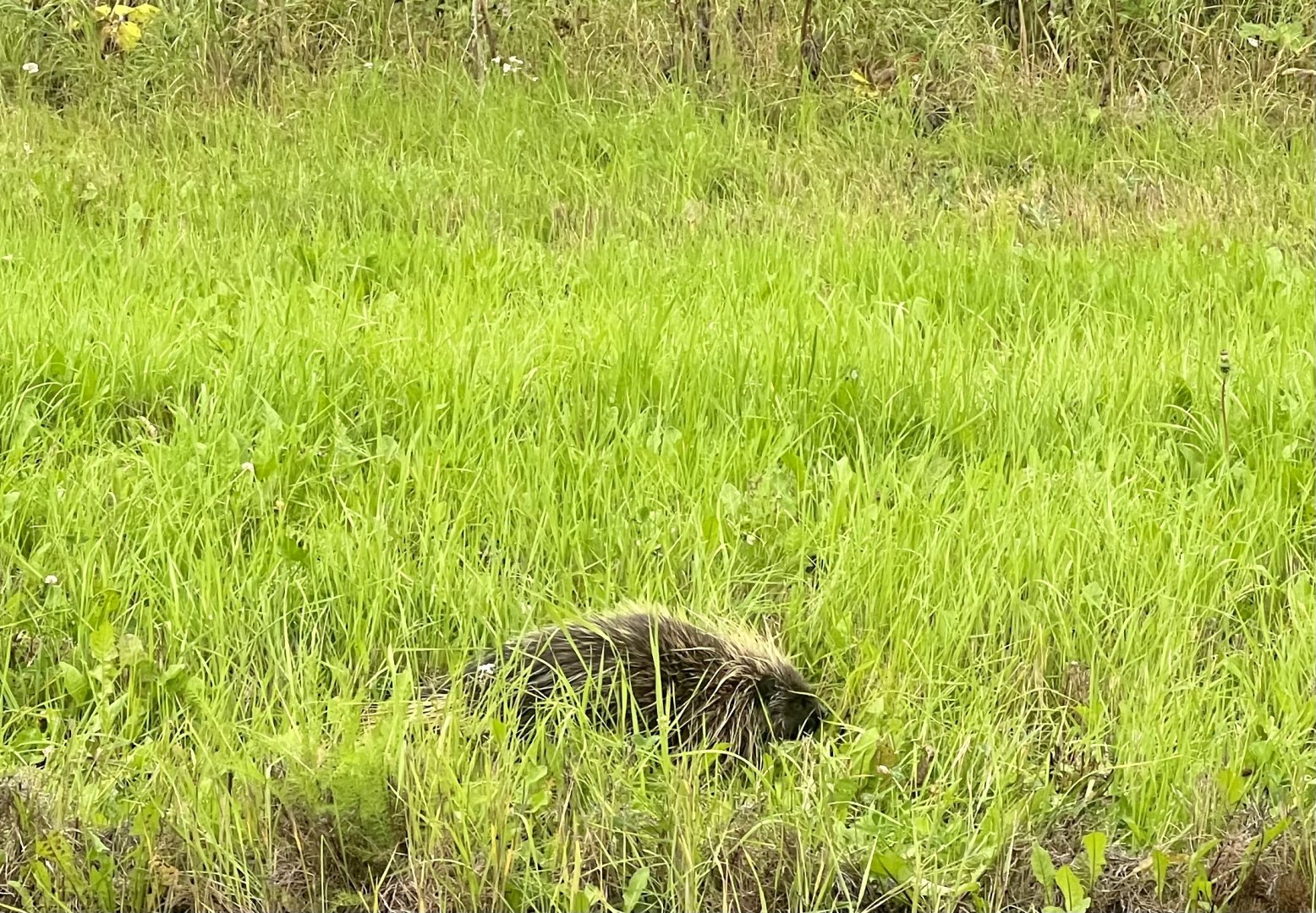 North American Porcupine - Alaska