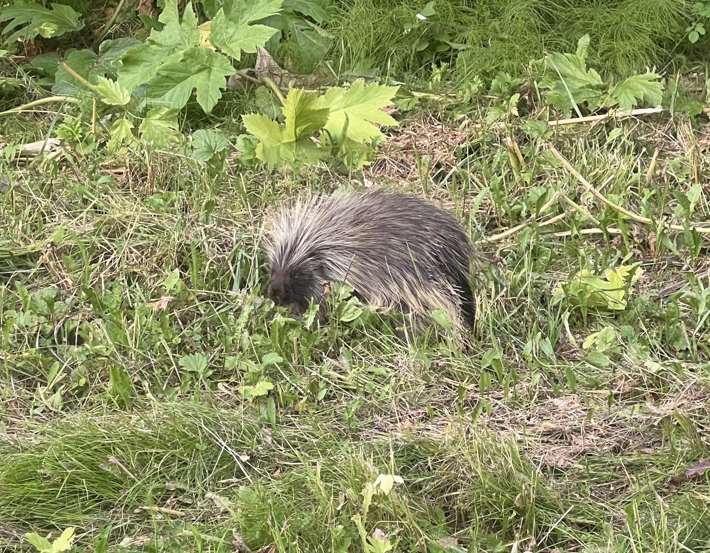 North American Porcupine - Alaska