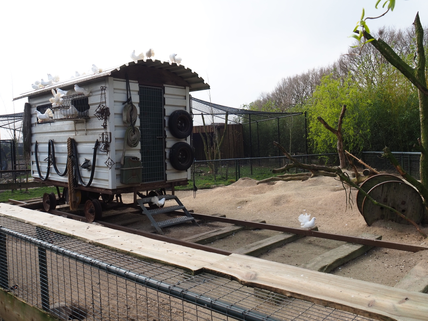 North American porcupine and black-tailed prairie dog exhibit, 2019-04-06